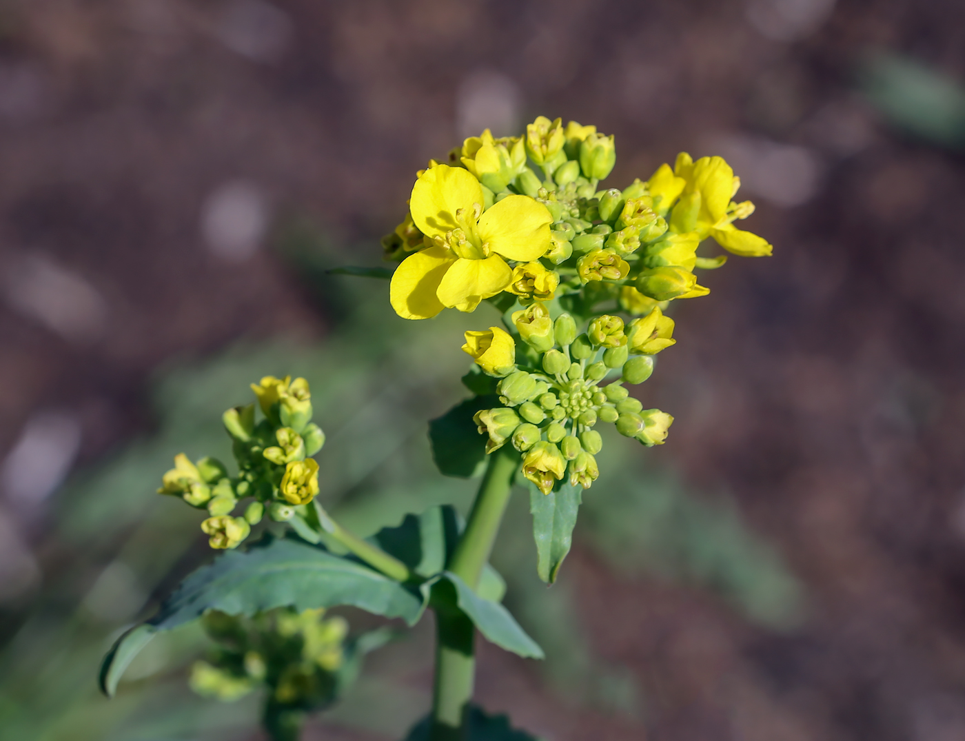 Image of Brassica napus specimen.