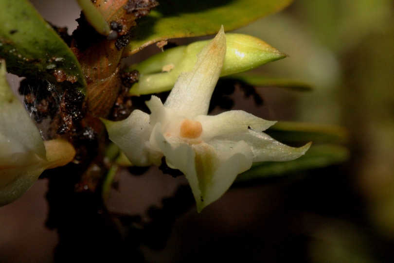 Image of Dendrobium pahangense specimen.