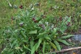 Cynoglossum officinale