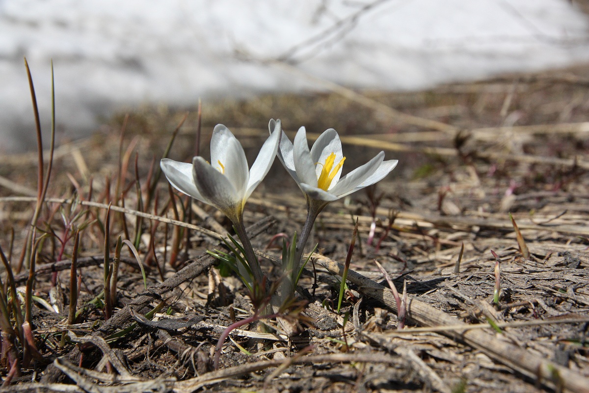 Image of Crocus alatavicus specimen.