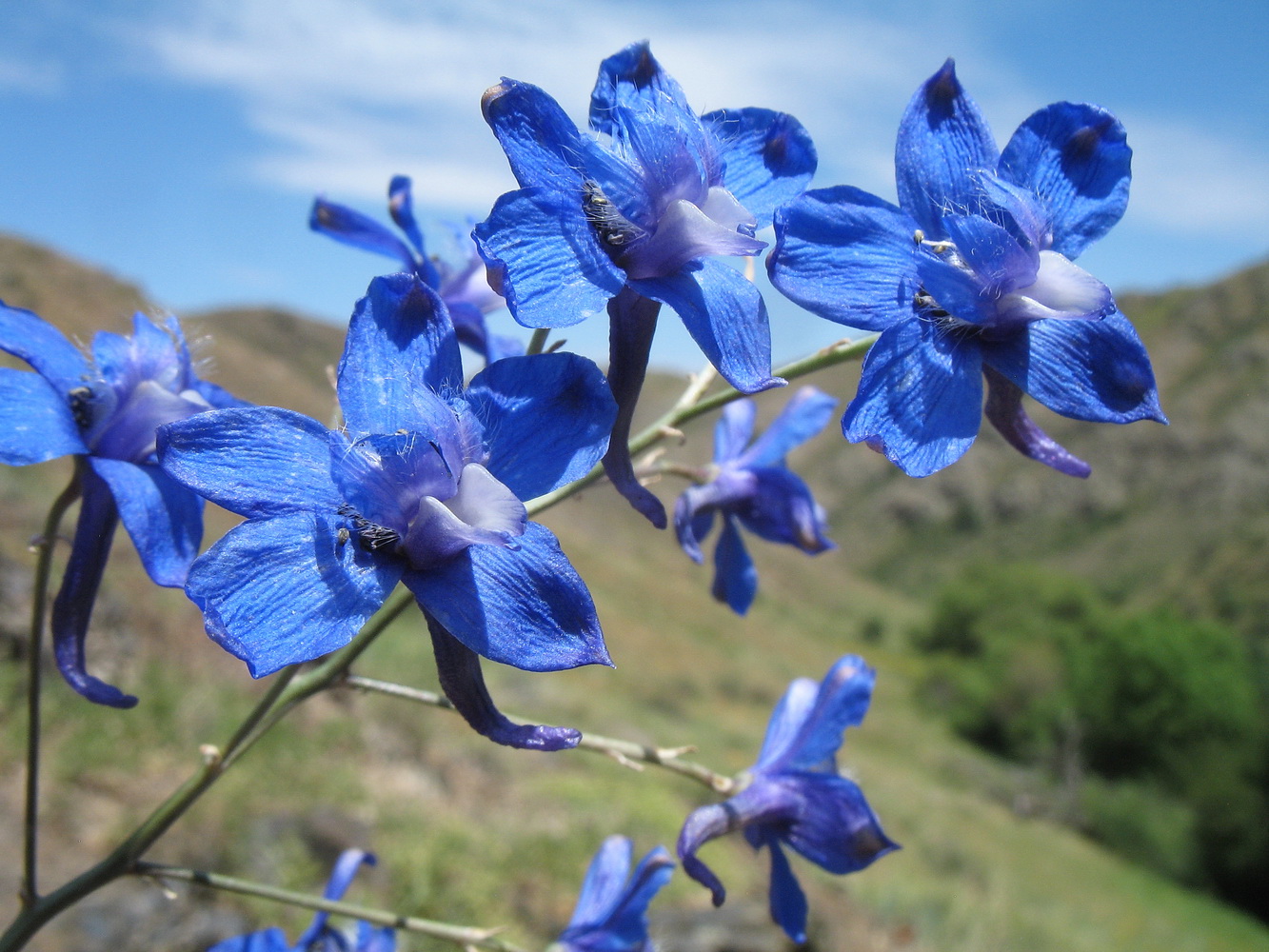 Image of Delphinium longipedunculatum specimen.