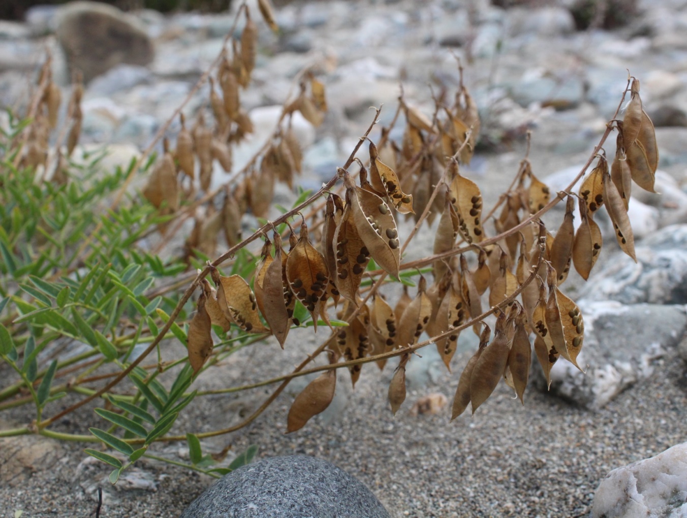 Image of Astragalus gorodkovii specimen.