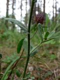 Leucanthemum vulgare. Средняя часть побега. Свердловская обл., окр. г. Североуральск, травяной сосняк с елью на известняках. 29.06.2010.