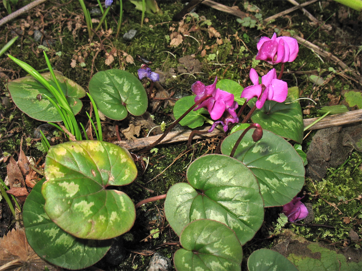 Image of Cyclamen coum specimen.