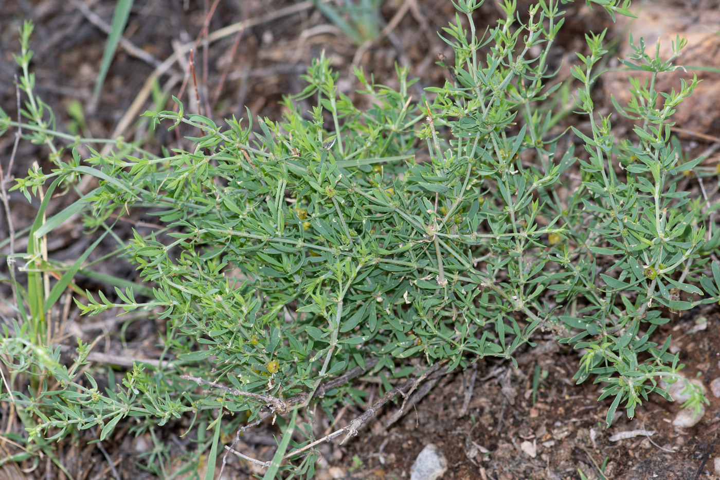 Изображение особи Pollichia campestris.