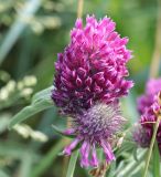 Trifolium alpestre. Соцветия. Саратовская обл., Красноармейский р-н, окр. с. Белогорское, степь. 30.05.2019.