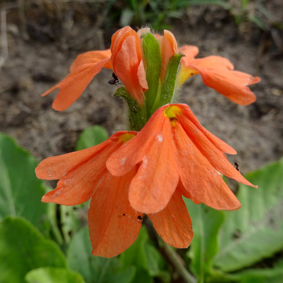 Image of Crossandra subacaulis specimen.