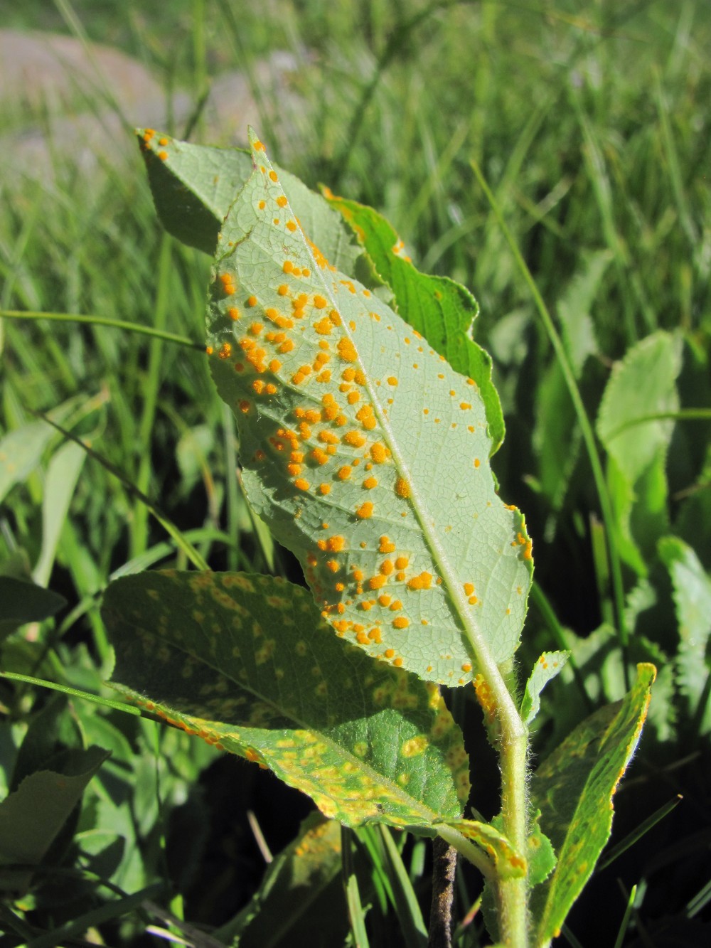 Image of Salix caucasica specimen.