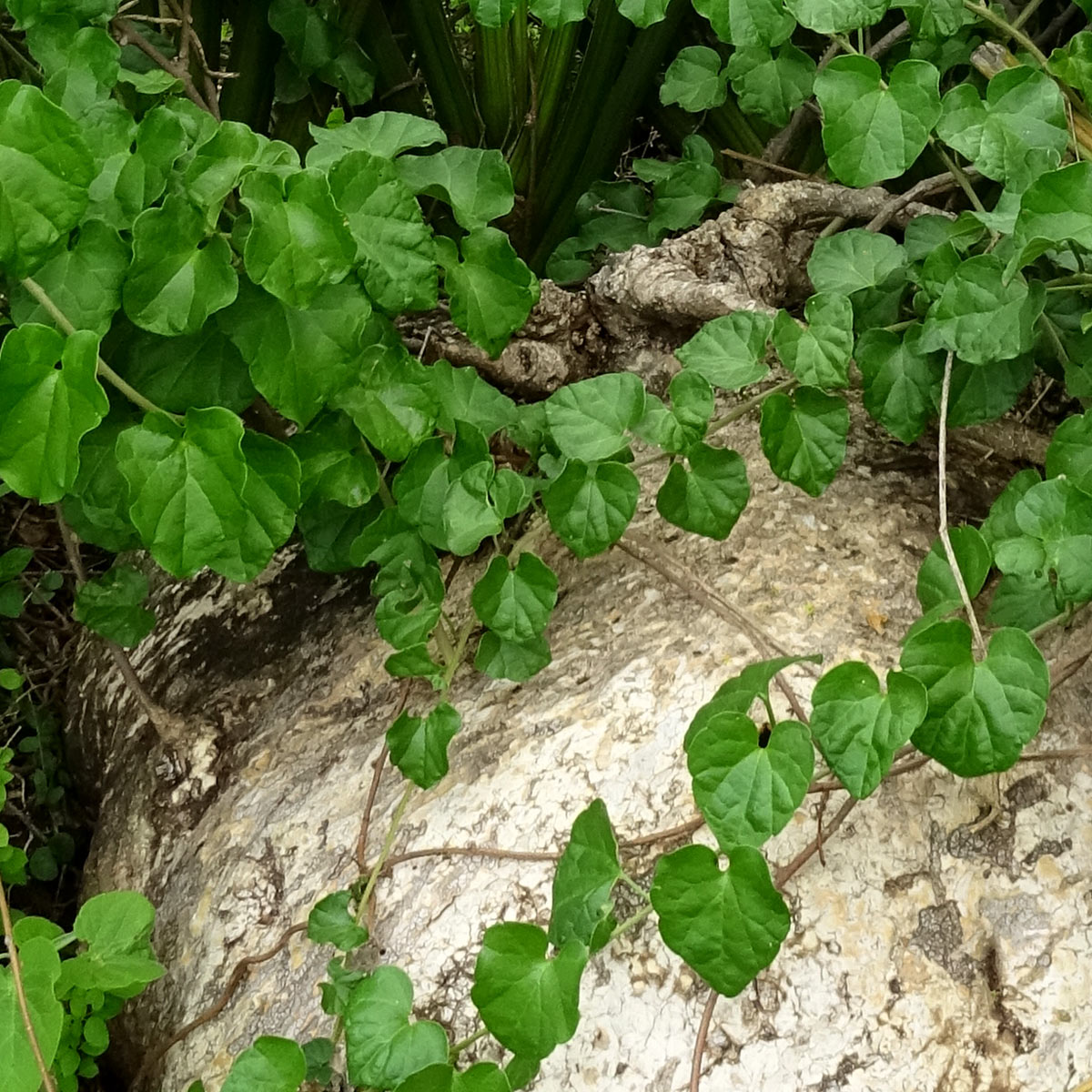 Изображение особи Pyrenacantha malvifolia.
