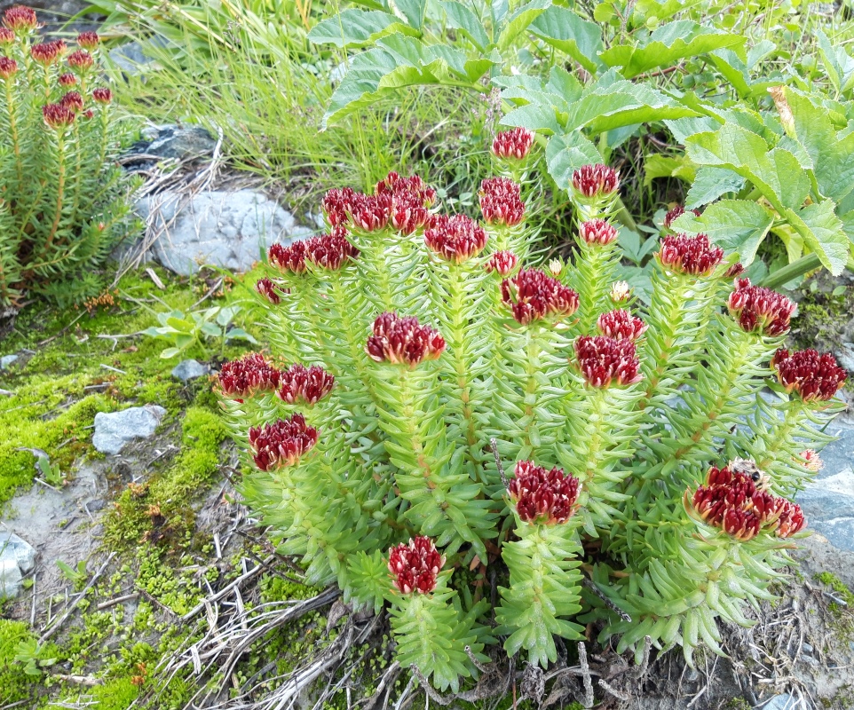 Image of Rhodiola algida specimen.