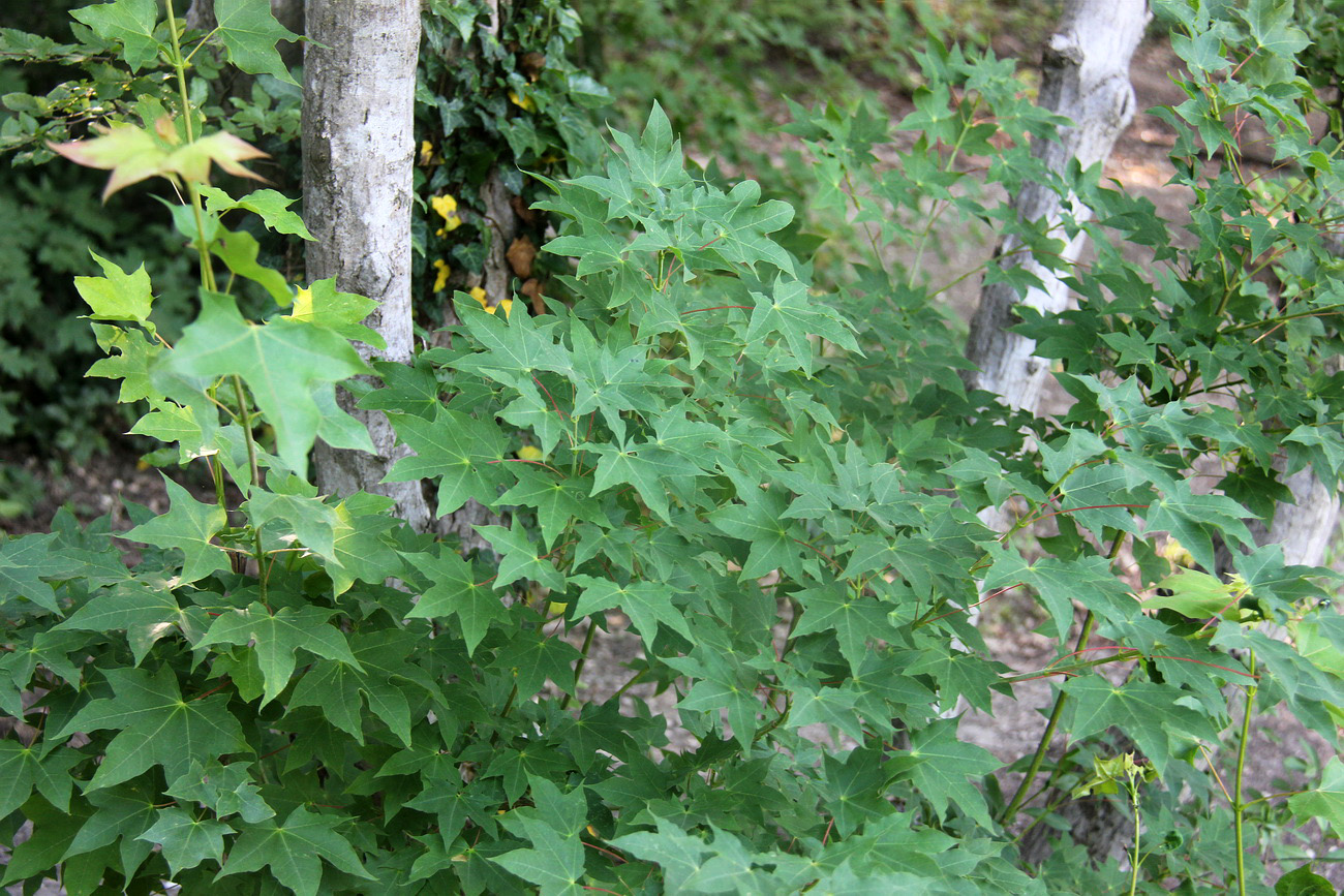 Image of Acer cappadocicum specimen.