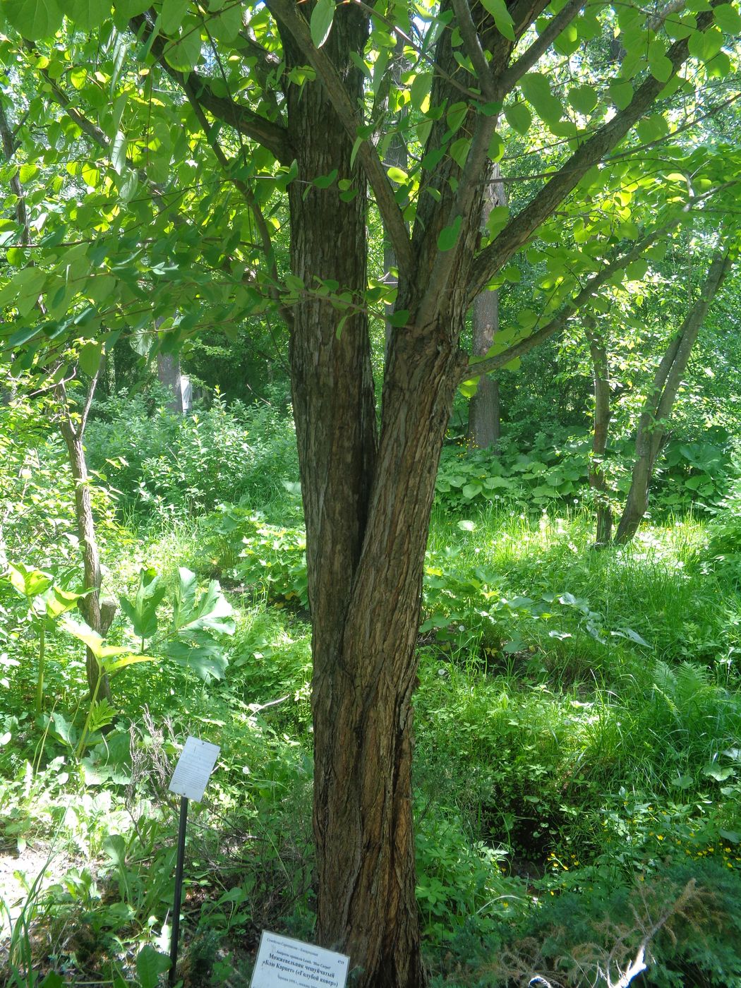 Image of Cercidiphyllum japonicum specimen.