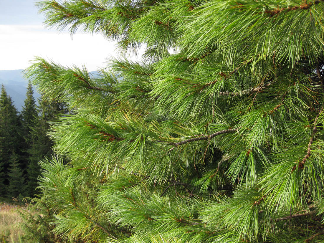 Image of Pinus cembra specimen.