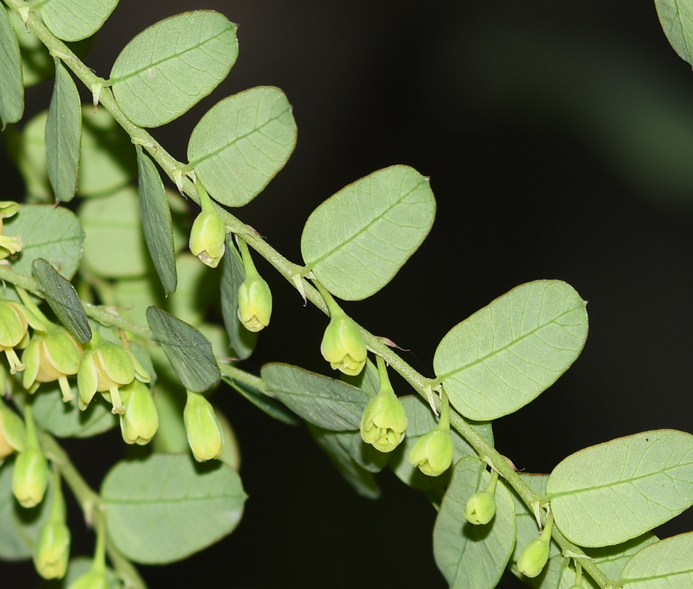 Image of Phyllanthus niruri specimen.