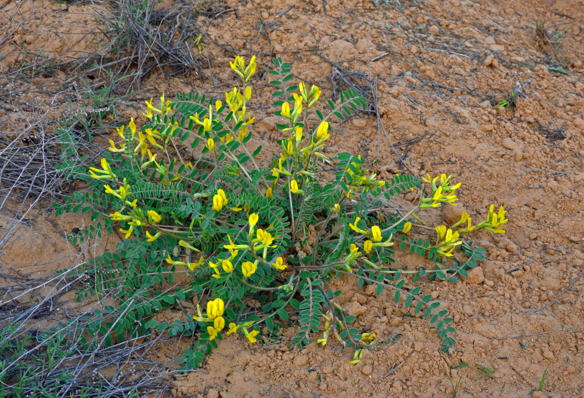 Изображение особи Astragalus longipetalus.