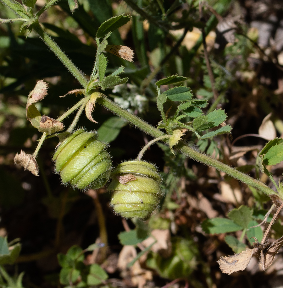 Изображение особи Medicago scutellata.