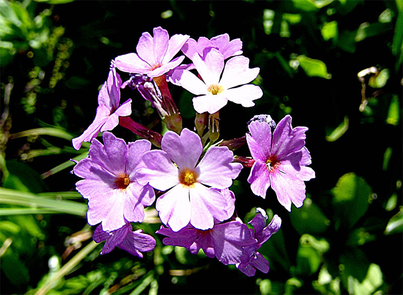 Image of Primula auriculata specimen.