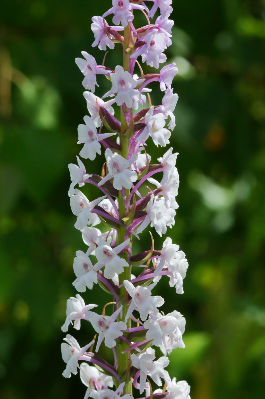 Изображение особи Gymnadenia densiflora.