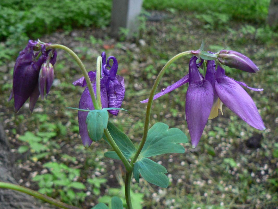 Изображение особи род Aquilegia.