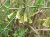 Asparagus persicus