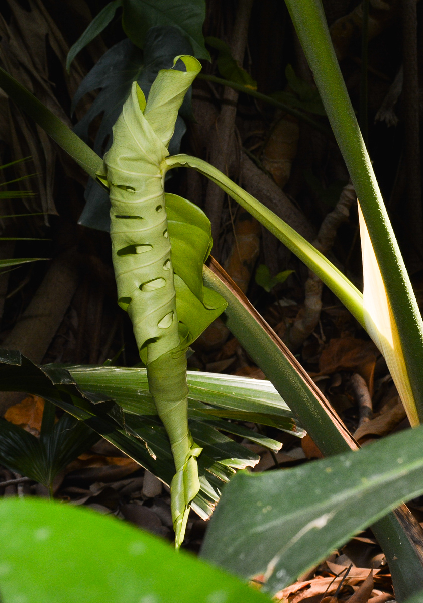 Image of Monstera deliciosa specimen.