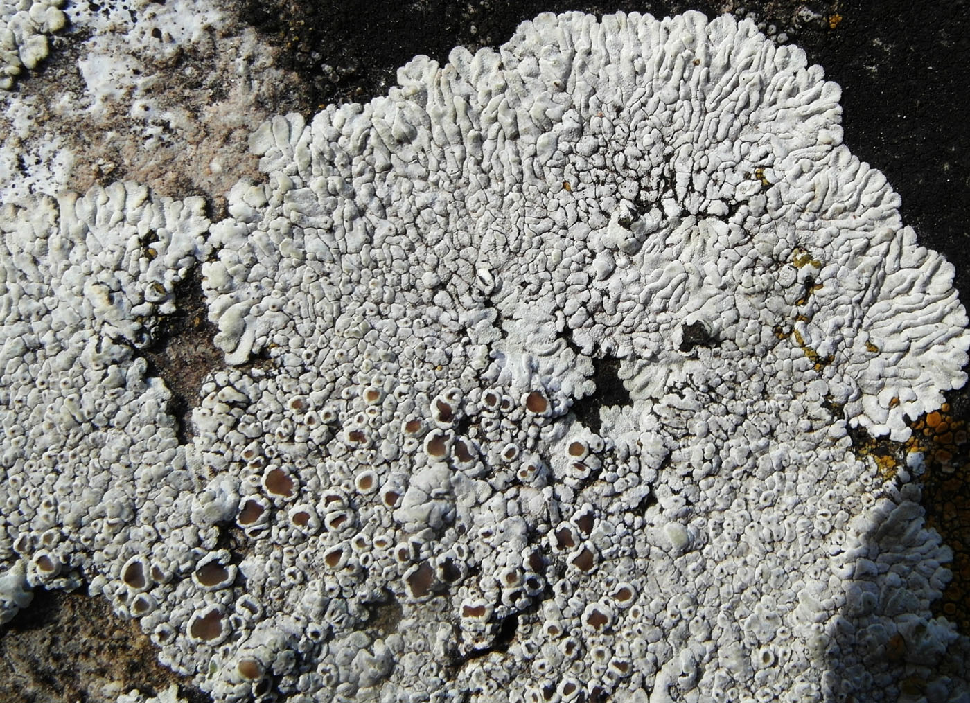 Image of Lecanora muralis specimen.