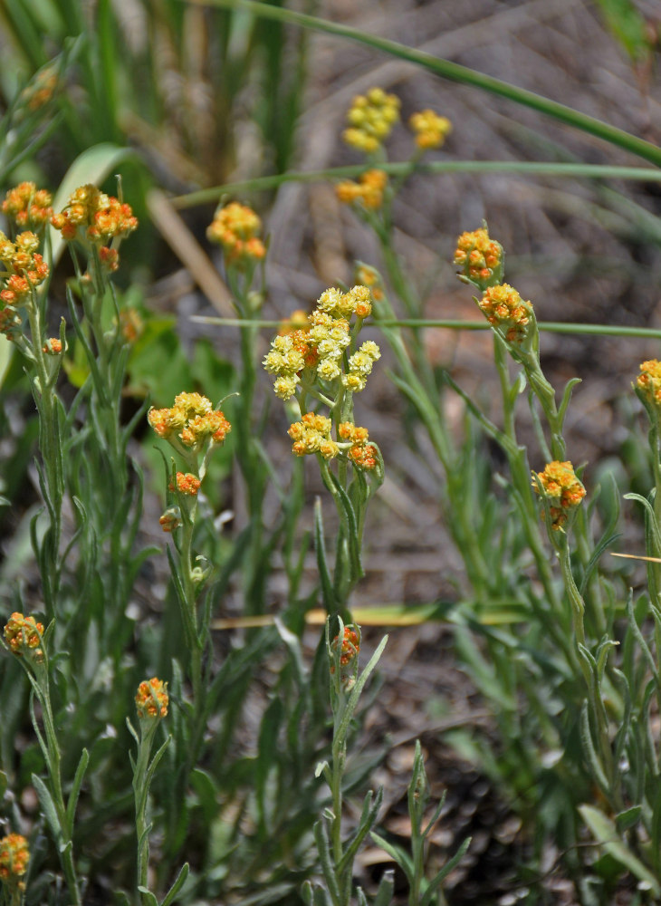 Image of Helichrysum arenarium specimen.