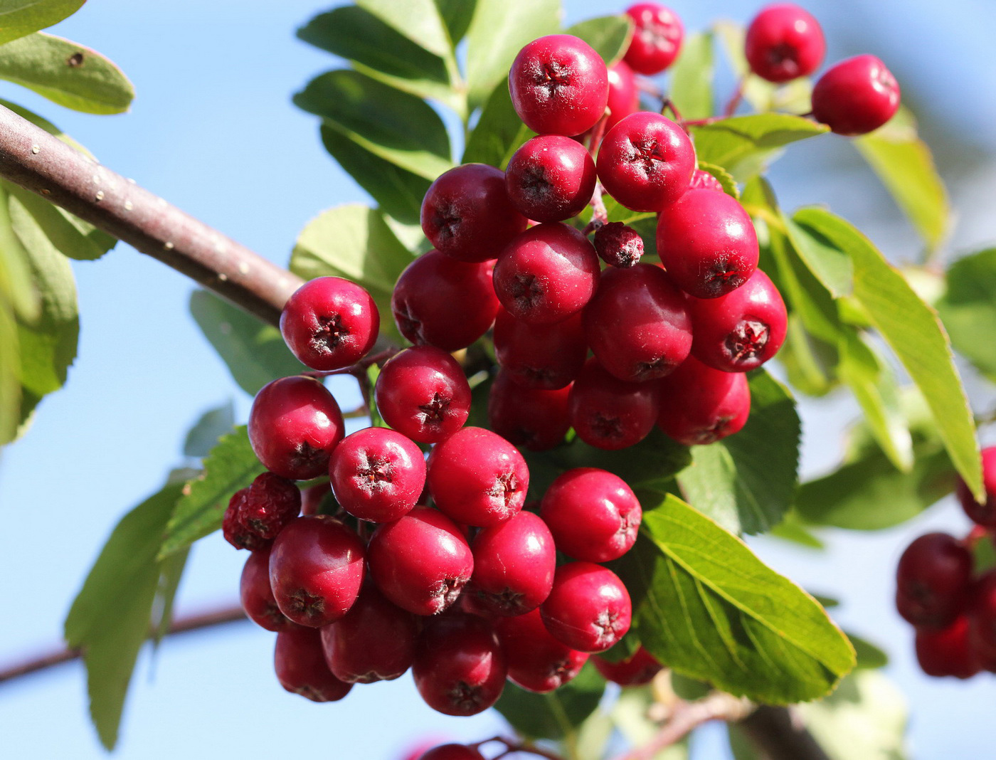 Image of &times; Crataegosorbus miczurinii specimen.