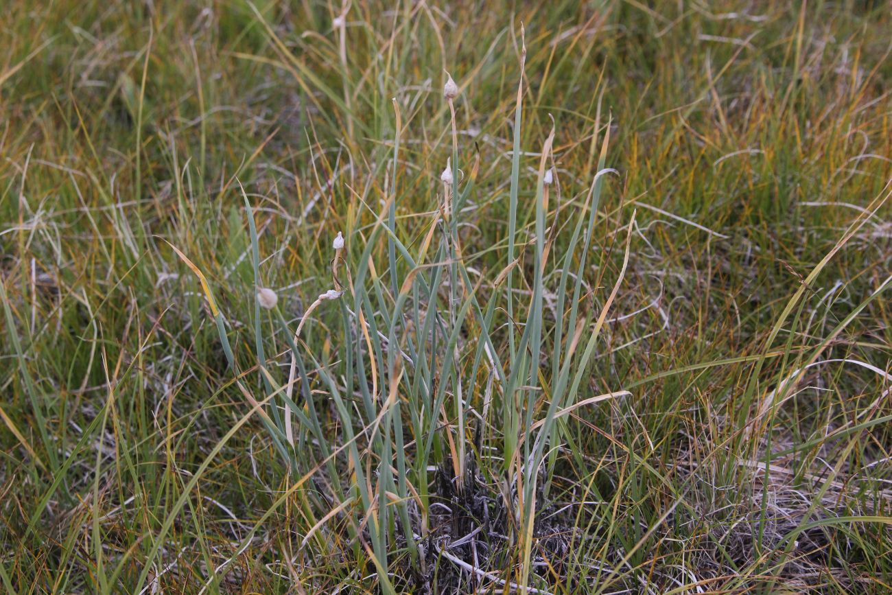 Image of genus Allium specimen.