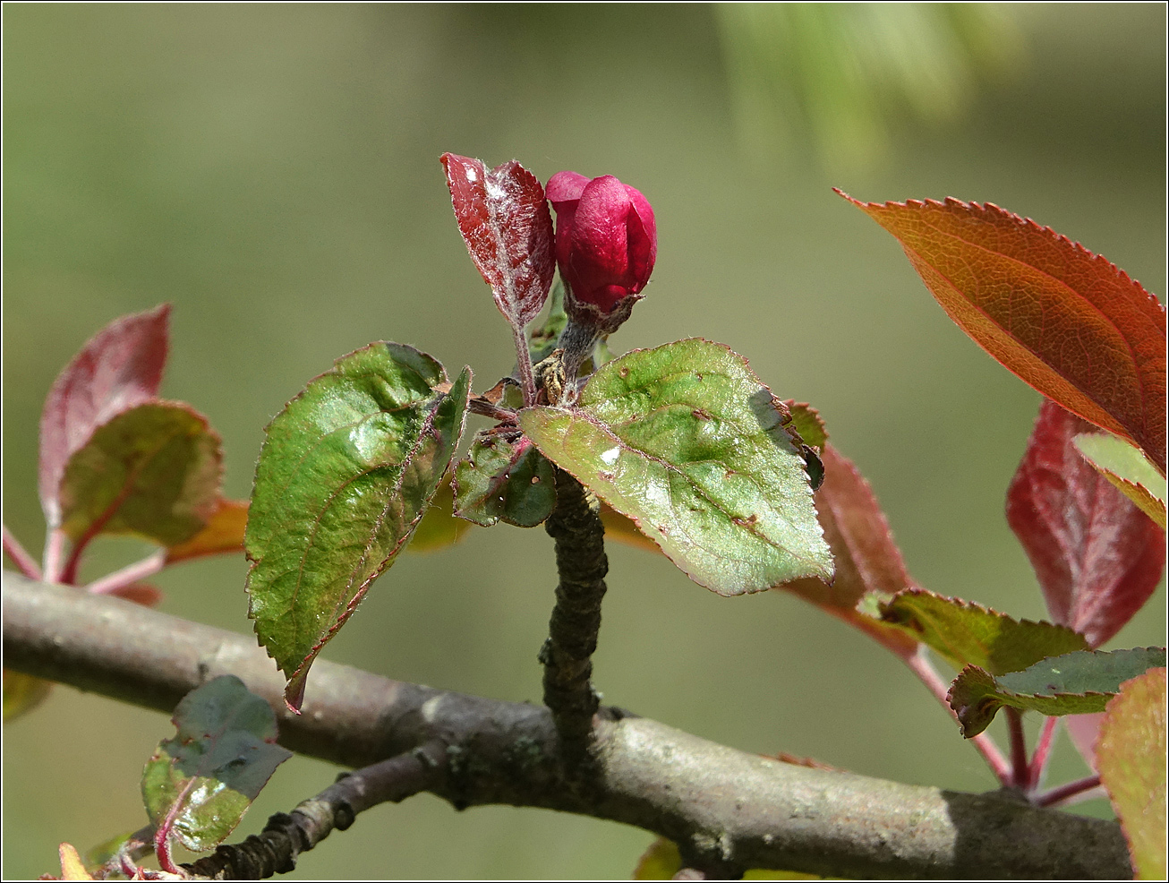 Изображение особи Malus niedzwetzkyana.