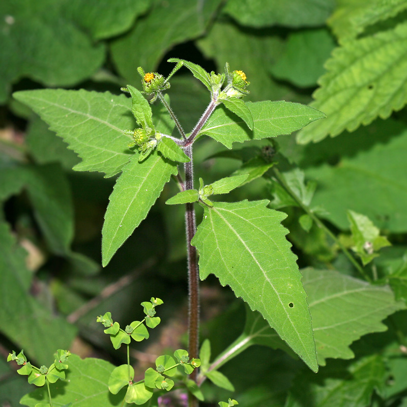 Image of Sigesbeckia orientalis specimen.