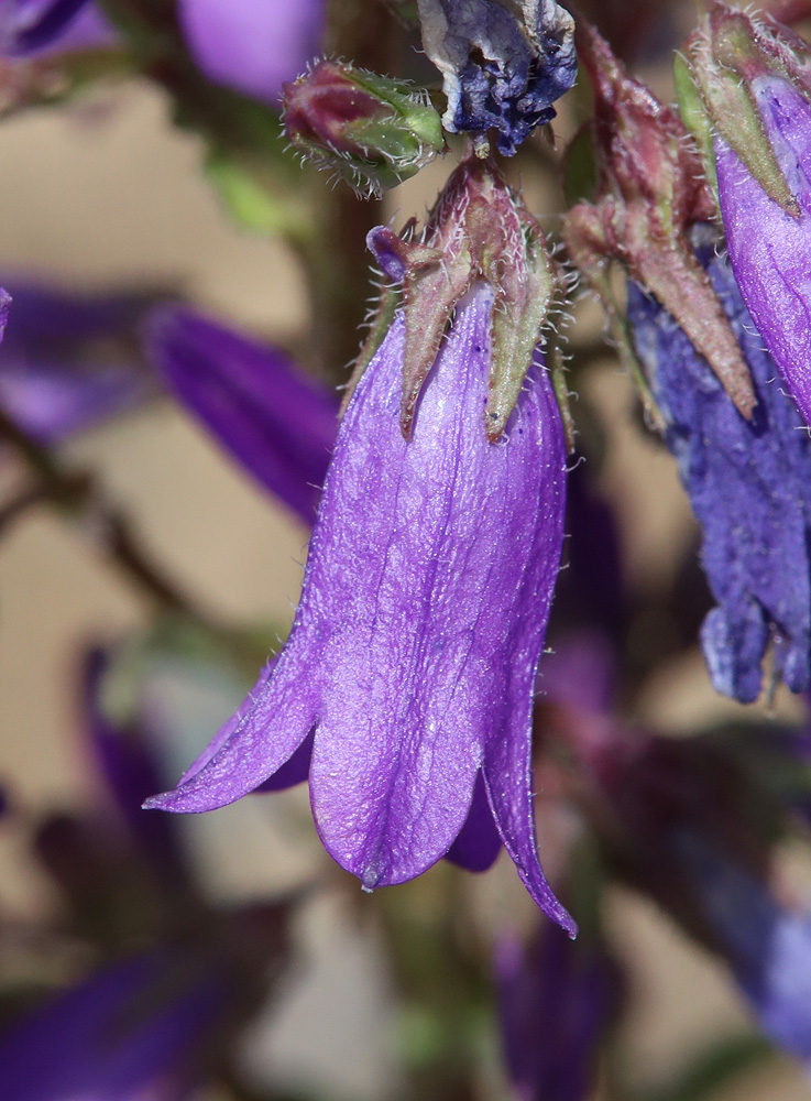 Изображение особи Campanula sibirica.