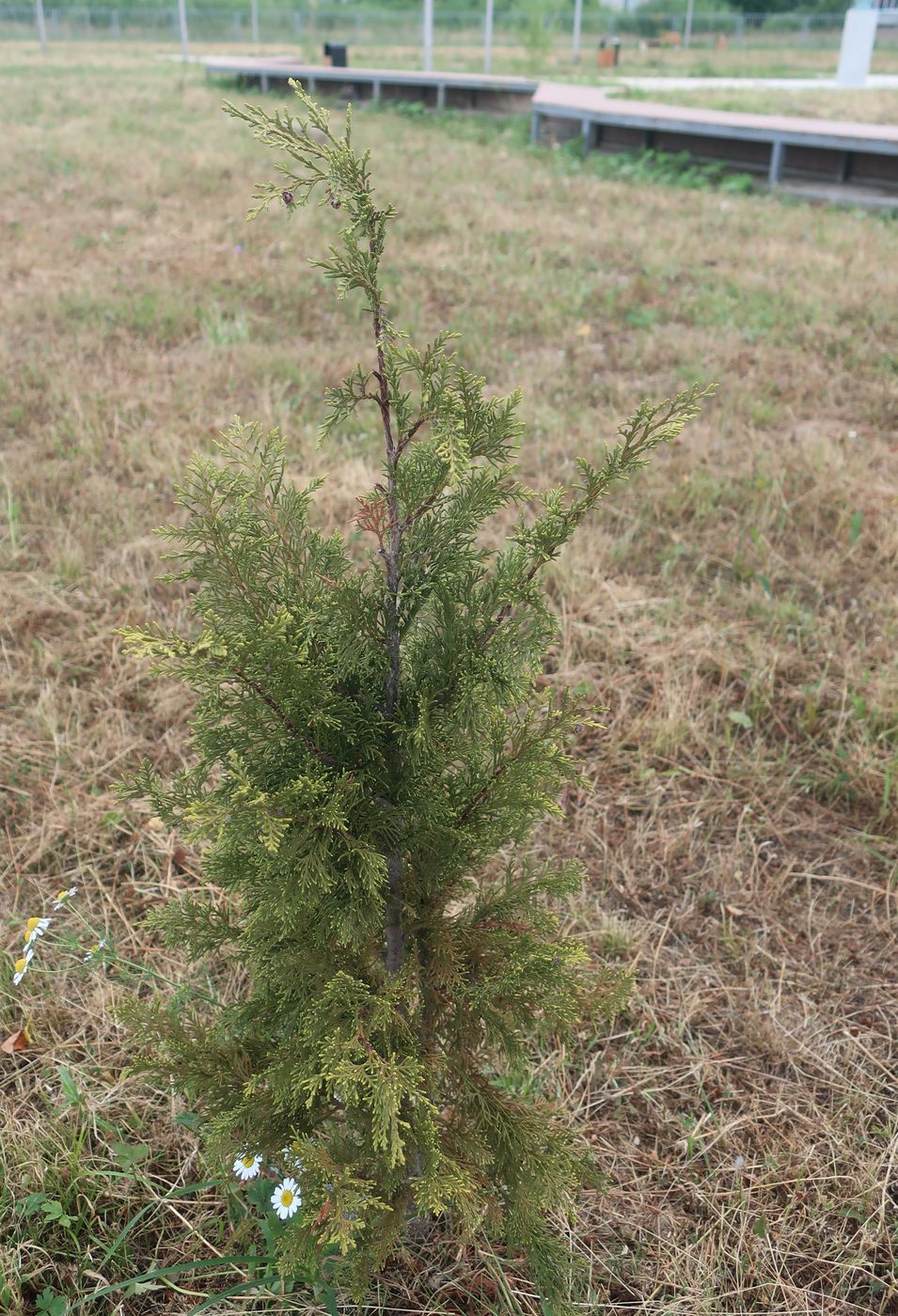 Image of Chamaecyparis lawsoniana specimen.