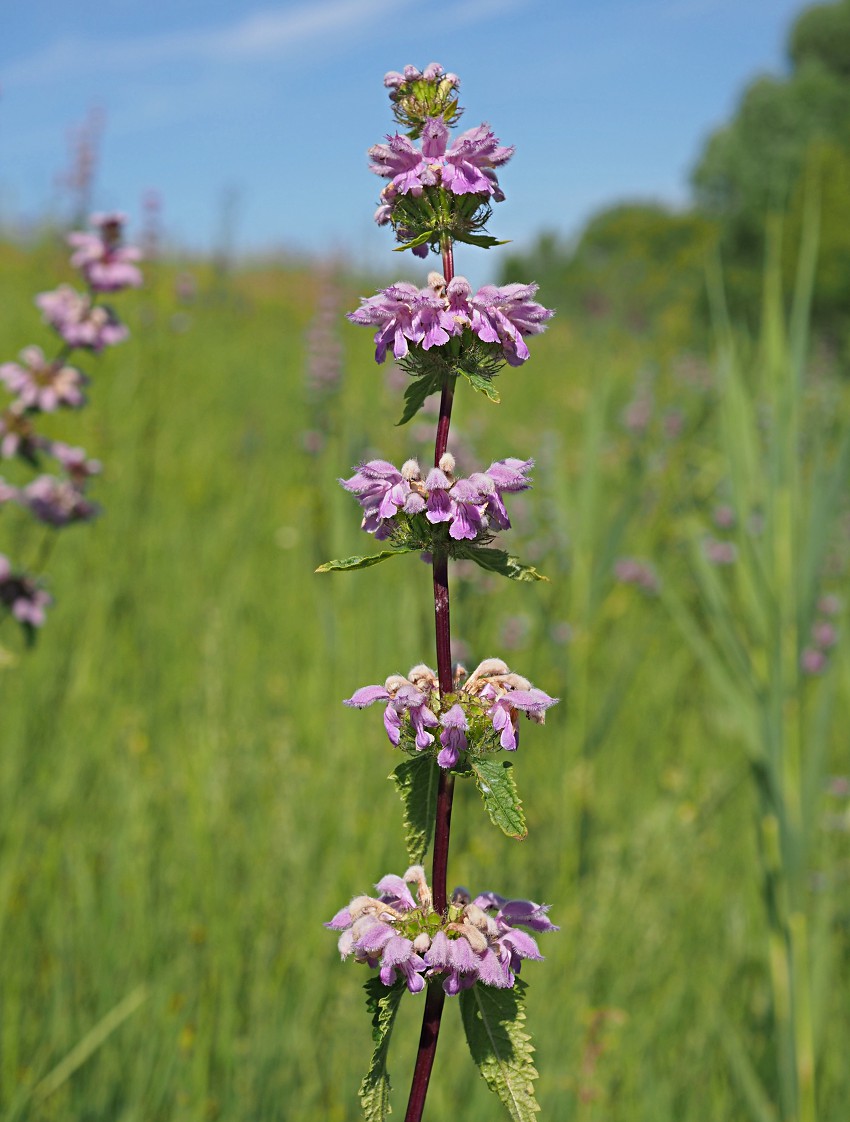 Изображение особи Phlomoides tuberosa.