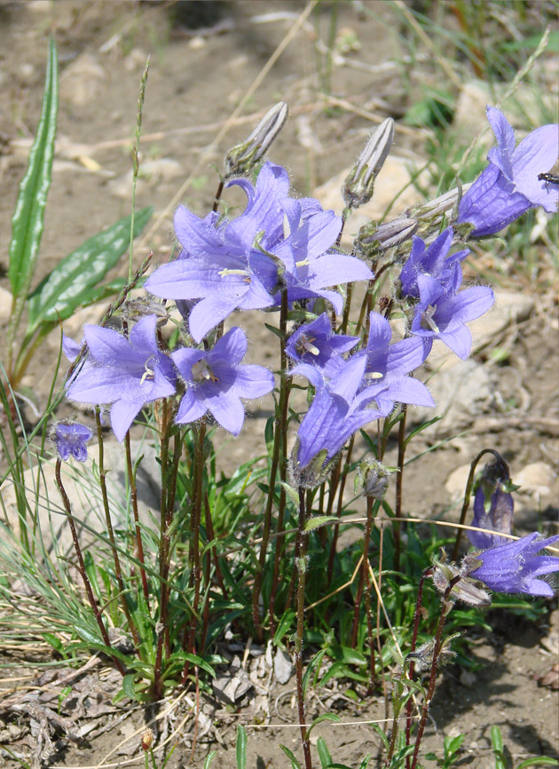 Image of Campanula dasyantha specimen.