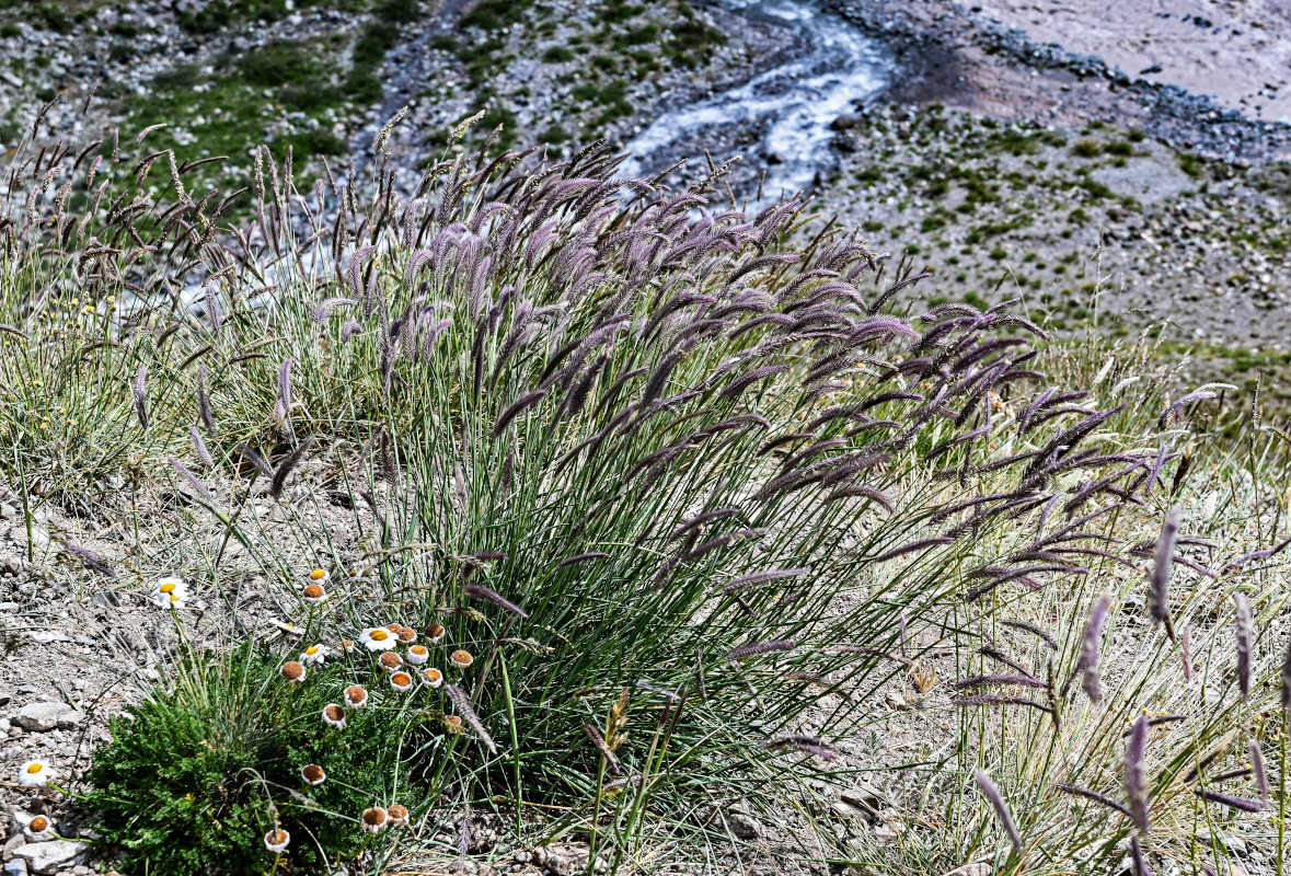 Image of Hordeum nevskianum specimen.