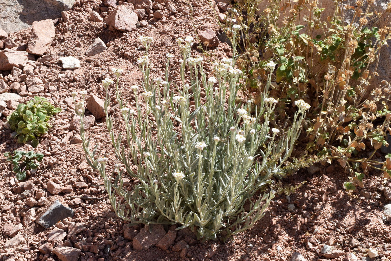 Image of Anaphalis velutina specimen.