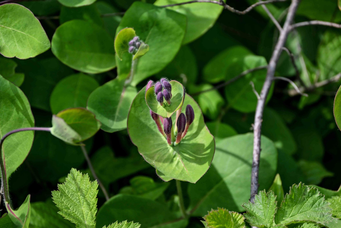 Image of Lonicera caprifolium specimen.