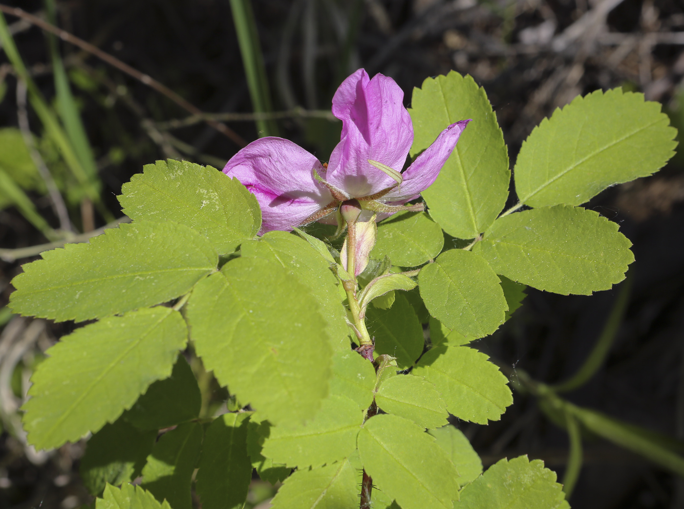 Image of Rosa acicularis specimen.