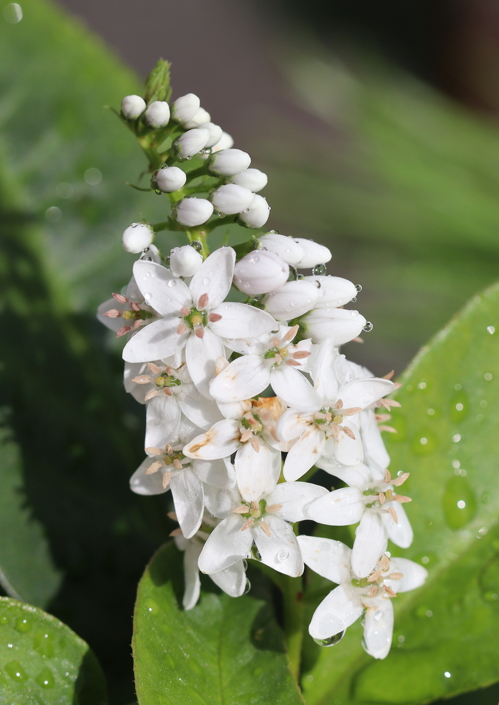 Image of Lysimachia clethroides specimen.