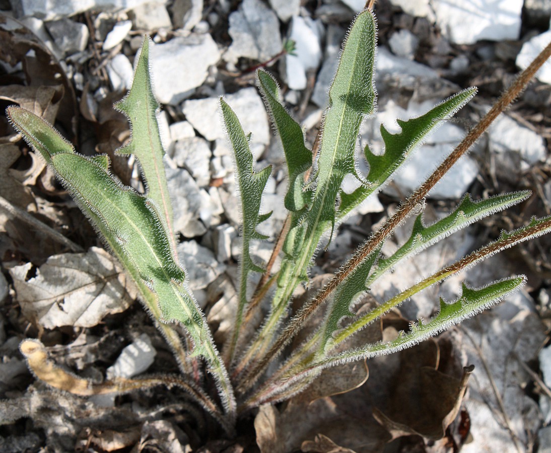 Изображение особи Leontodon biscutellifolius.