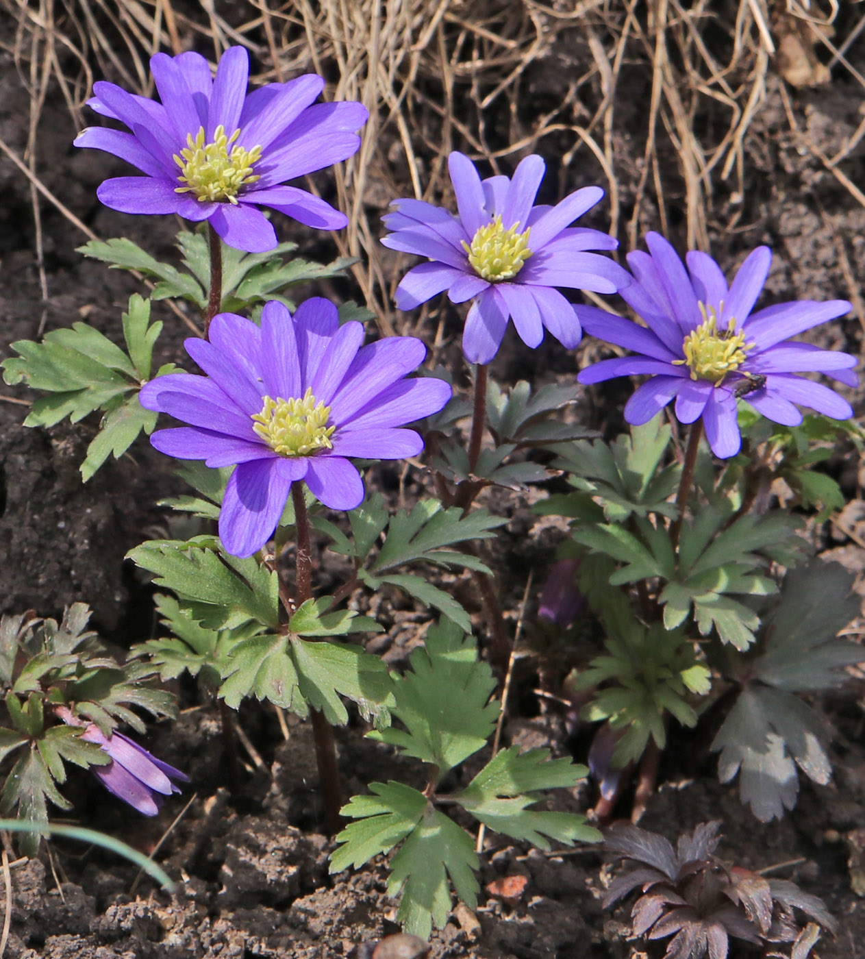 Изображение особи Anemone blanda.