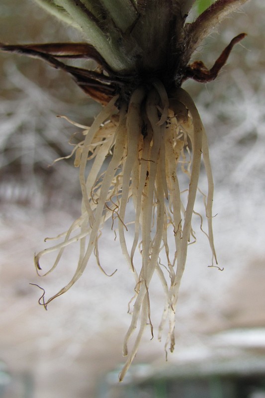 Image of Ranunculus chius specimen.