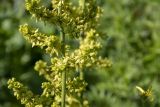 Смотреть изображение Veratrum lobelianum