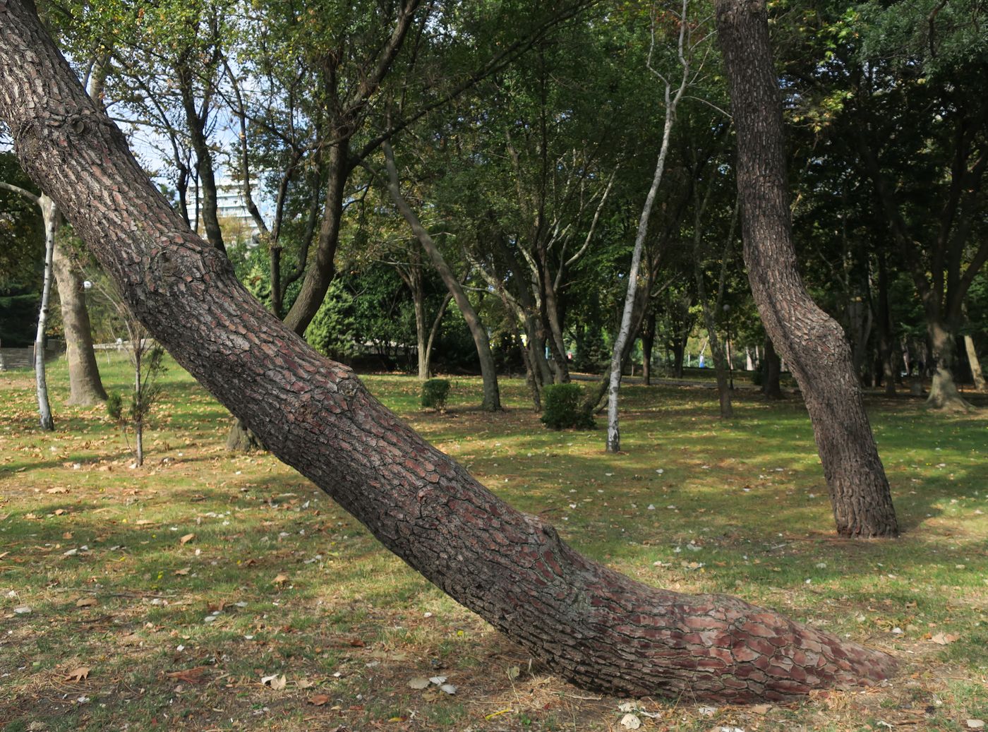 Image of Pinus pinaster specimen.