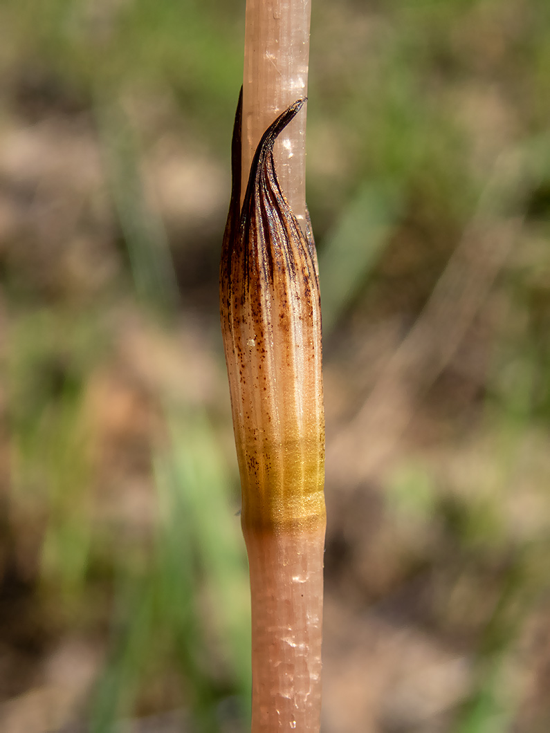 Изображение особи Equisetum arvense.