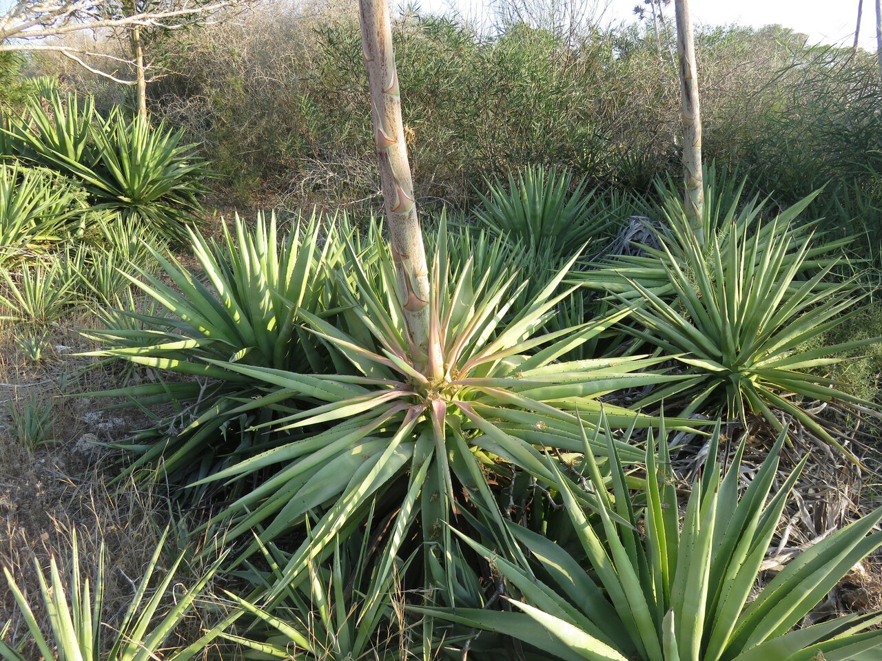 Image of Agave sisalana specimen.