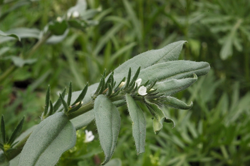 Image of Buglossoides arvensis specimen.