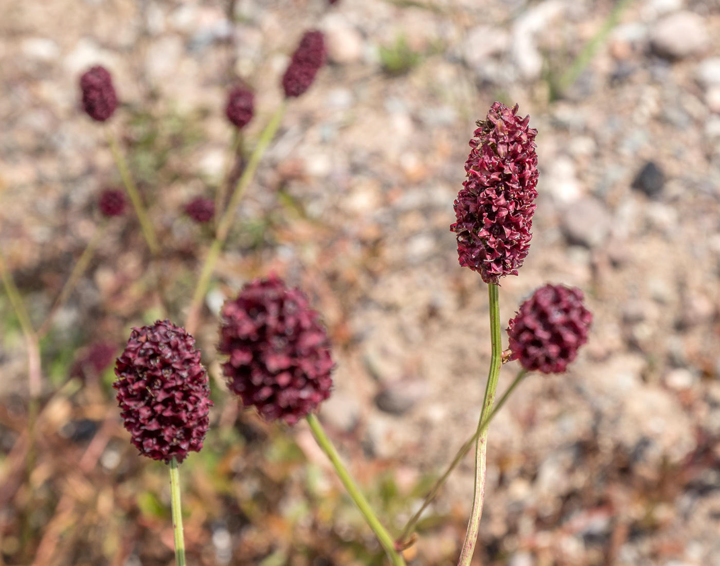 Изображение особи Sanguisorba officinalis.