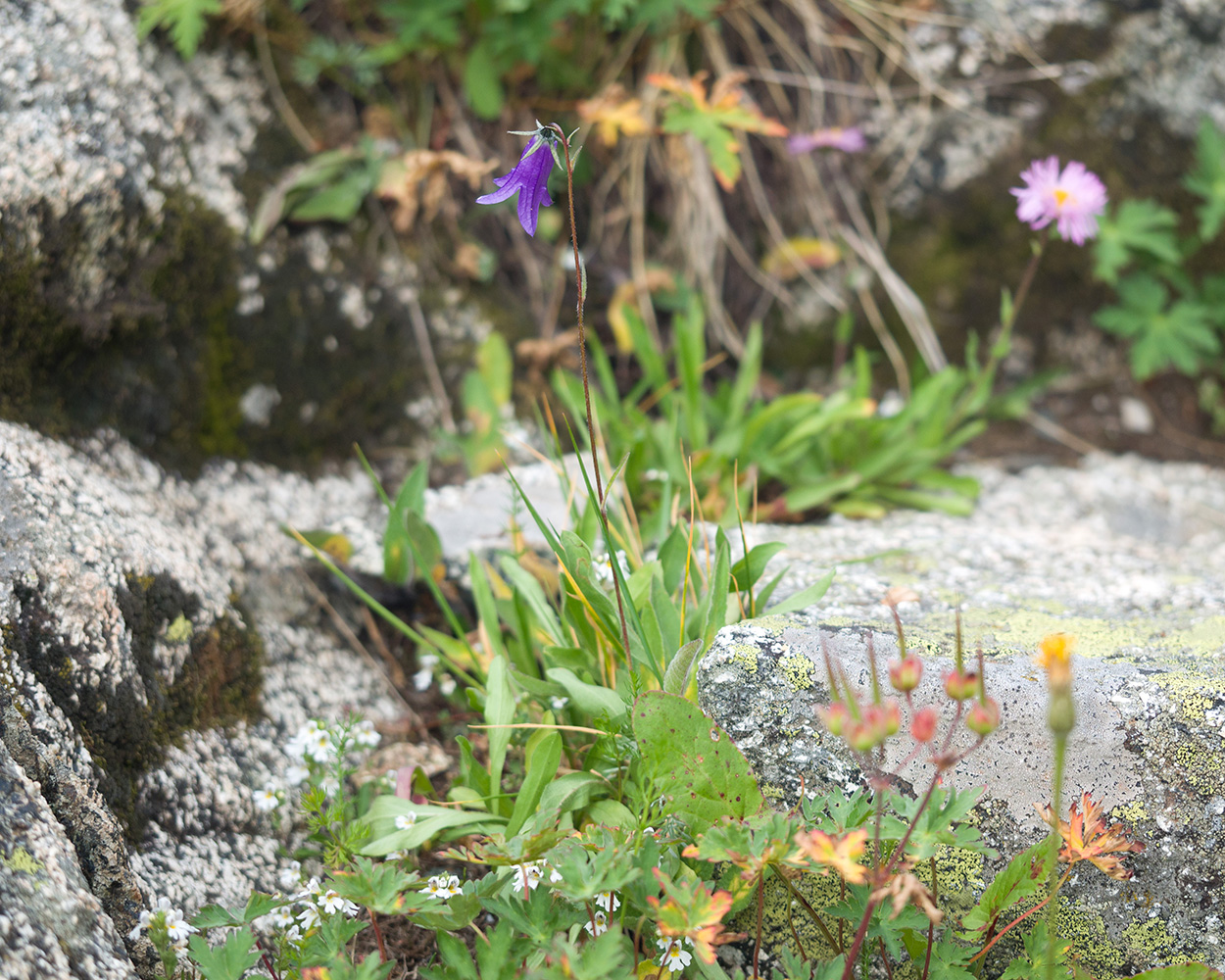 Image of Campanula collina specimen.